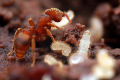 Eurhopalothrix gravis