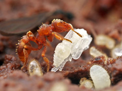 Eurhopalothrix gravis