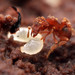 毛家蟻 - Photo 由 Philipp Hoenle 所上傳的 不保留任何權利