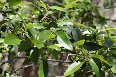 Denhamia bilocularis