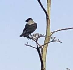 Corvus cornix