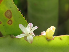 Lepismium cruciforme