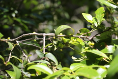 Denhamia bilocularis