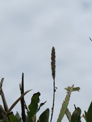 Lepismium cruciforme