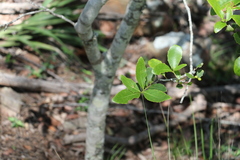Denhamia bilocularis