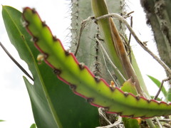 Lepismium cruciforme