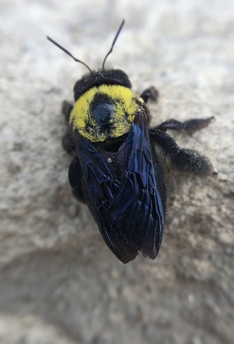 Pubescent Carpenter Bee photo 4