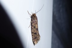 Archyala terranea