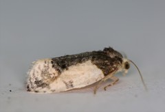 Henricus edwardsiana