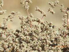 Tidestromia suffruticosa