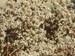 Tidestromia suffruticosa