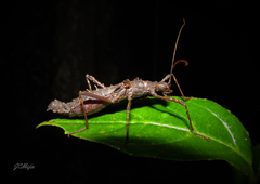 Ornatomorpha laciniatum