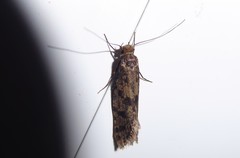 Archyala terranea