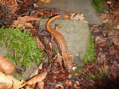 Speleomantes italicus