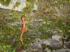 Speleomantes italicus