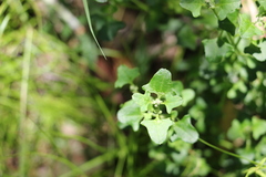 Chenopodium robertianum