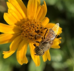 Eristalinus taeniops