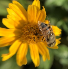 Eristalinus taeniops