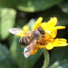 Apis mellifera