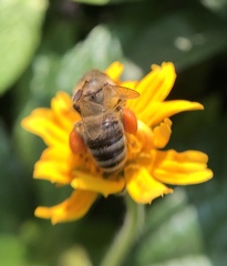Apis mellifera