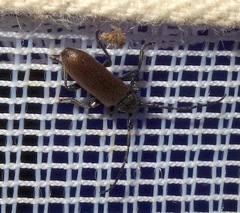 Anaesthetis testacea