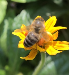 Apis mellifera