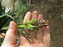 Tillandsia stricta