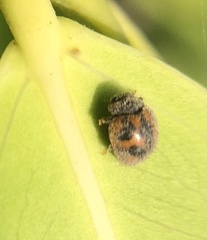 Novius cardinalis