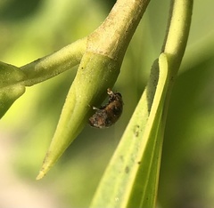 Novius cardinalis