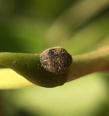 Novius cardinalis