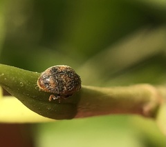 Novius cardinalis