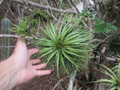Tillandsia stricta