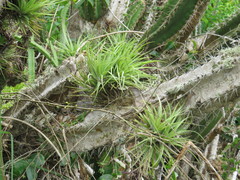 Tillandsia stricta