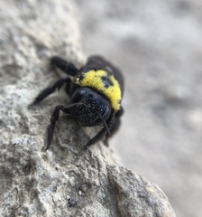 Xylocopa pubescens