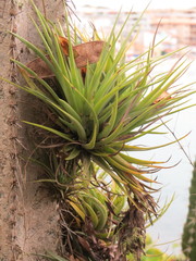 Tillandsia stricta