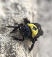 Xylocopa pubescens