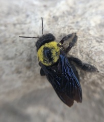 Xylocopa pubescens