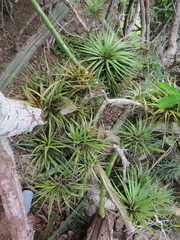 Tillandsia stricta