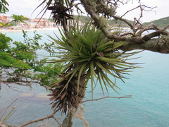 Tillandsia stricta