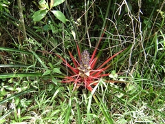 Bromelia antiacantha