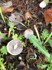 Inocybe pudica