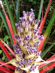 Bromelia antiacantha