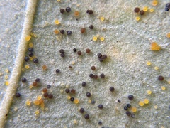 Phyllactinia betulae