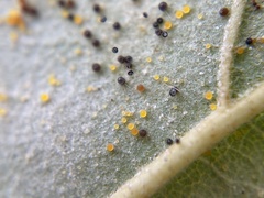 Phyllactinia betulae