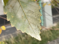 Phyllactinia betulae