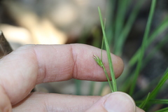 Scleria mackaviensis
