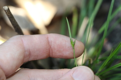 Scleria mackaviensis