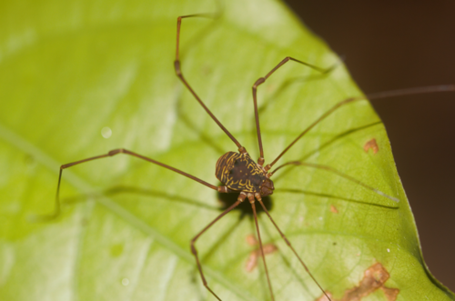 Paecilaema sigillatum · iNaturalist