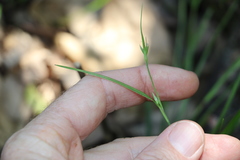 Scleria mackaviensis
