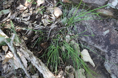 Scleria mackaviensis